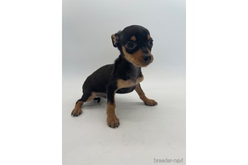 成約済の千葉県のミックス犬-323793の6枚目