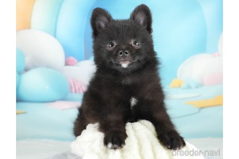 成約済の埼玉県のポメラニアン-327937の3枚目