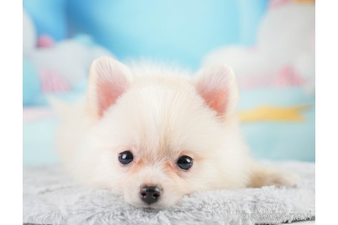 成約済の埼玉県のポメラニアン-327953の5枚目