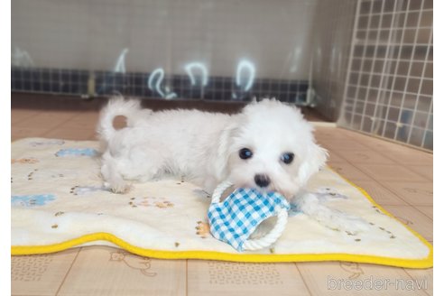 成約済の岡山県のマルチーズ-327960の4枚目