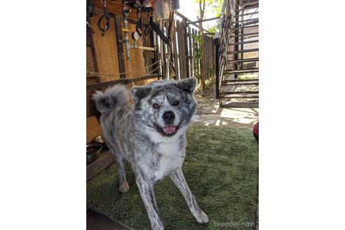のの秋田犬-