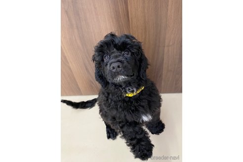 成約済の東京都のその他の犬種-327485の2枚目