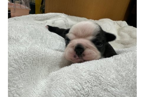 成約済の岐阜県のボストンテリア-328002の10枚目