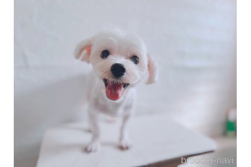 マルくん1枚目