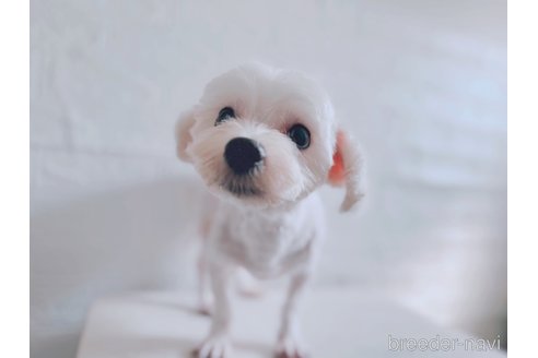 マルくん1枚目