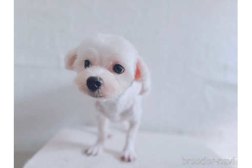 マルくん1枚目