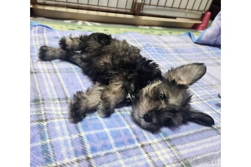 成約済の岡山県のミニチュアシュナウザー-321165の13枚目