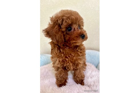 成約済の福岡県のティーカッププードル-320124の6枚目