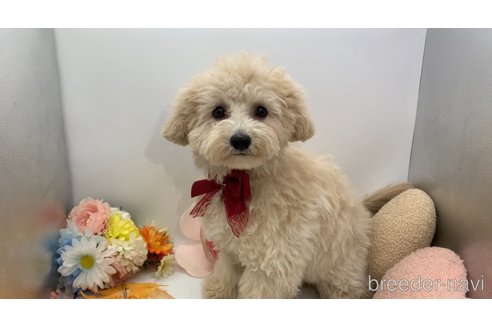 成約済の東京都のミックス犬-298406の7枚目