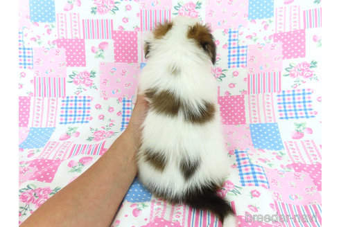 成約済の千葉県のパピヨン-325434の20枚目