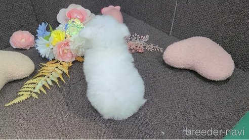 販売中の東京都のチワマル:チワワ×マルチーズ-325901の33枚目