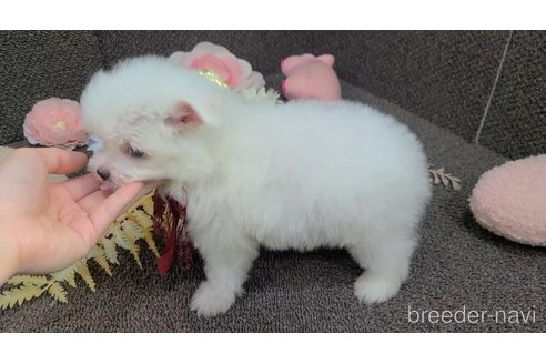 販売中の東京都のチワマル:チワワ×マルチーズ-325901の34枚目