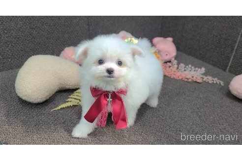 販売中の東京都のチワマル:チワワ×マルチーズ-325901の35枚目