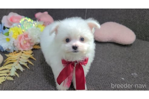 販売中の東京都のチワマル:チワワ×マルチーズ-325901の27枚目