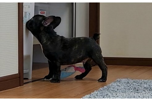 成約済の埼玉県のフレンチブルドッグ-328037の6枚目