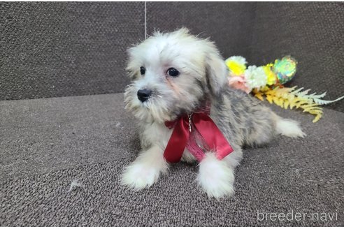 成約済の東京都のミックス犬-319289の17枚目