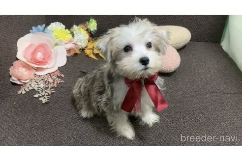 成約済の東京都のミックス犬-313112の28枚目