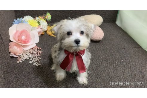 成約済の東京都のミックス犬-313112の27枚目