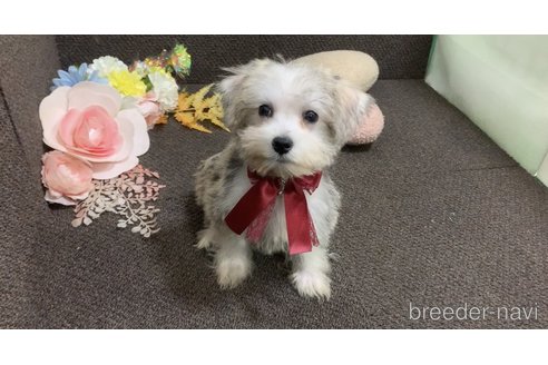 成約済の東京都のミックス犬-313112の26枚目