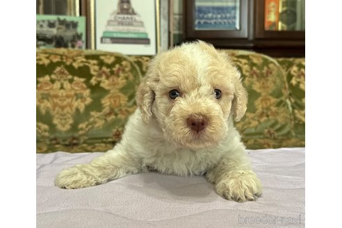 成約済の三重県のロマーニャウォータードッグ(ラゴット)-328053の4枚目
