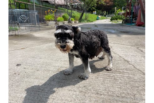 リリーちゃん1枚目