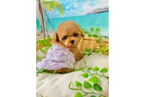 成約済の埼玉県のティーカッププードル-328106の3枚目
