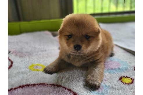 成約済の宮城県のミックス犬-328122の4枚目
