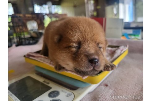 成約済の宮城県のミックス犬-328122の3枚目