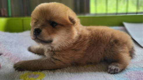 成約済の宮城県のミックス犬-328122の2枚目