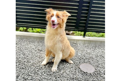 成約済の山梨県のオーストラリアンシェパード-302559の5枚目