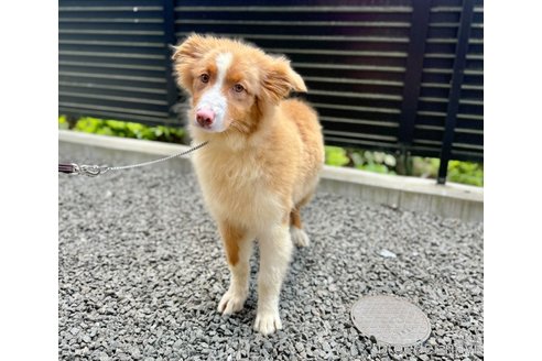 成約済の山梨県のオーストラリアンシェパード-302559の6枚目