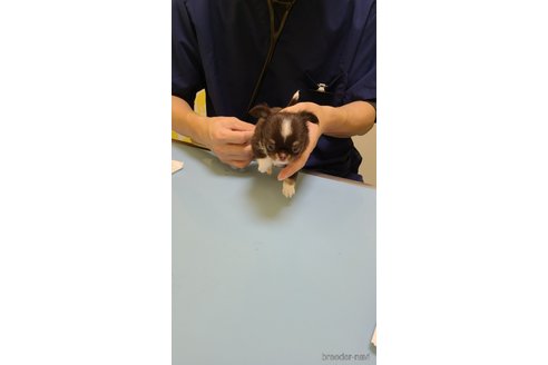 成約済の愛知県のチワワ(ロングコート)-325296の6枚目