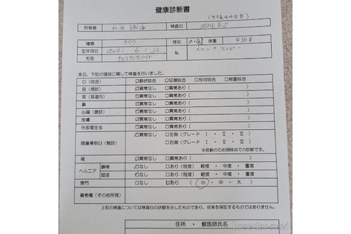 成約済の愛知県のチワワ(ロングコート)-325296の5枚目