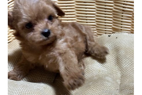 成約済の千葉県のチワプー:チワワ×トイプードル-328173の4枚目