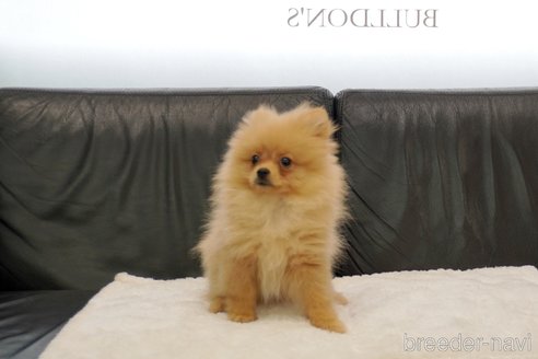成約済の東京都のポメラニアン-328177の2枚目