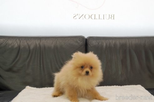 成約済の東京都のポメラニアン-328177の3枚目