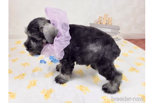 成約済の埼玉県のミニチュアシュナウザー-323174の3枚目