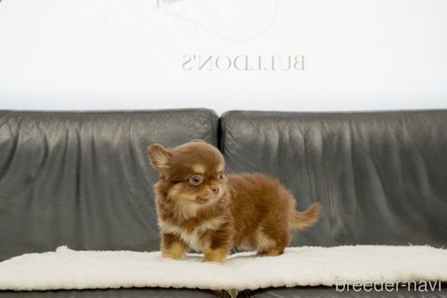 成約済の東京都のチワワ(ロングコート)-328179の4枚目