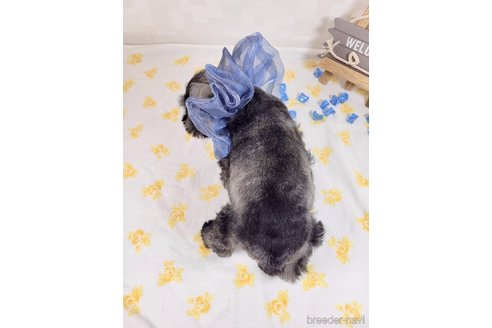 成約済の埼玉県のミニチュアシュナウザー-323179の4枚目