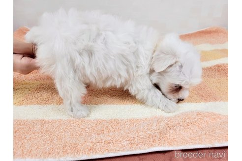 成約済の埼玉県のマルチーズ-324477の5枚目