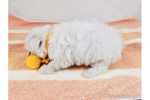 成約済の埼玉県のマルチーズ-324477の3枚目
