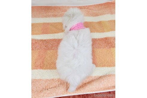 成約済の埼玉県のマルチーズ-324476の3枚目