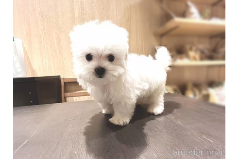 成約済ののマルチーズ-328182