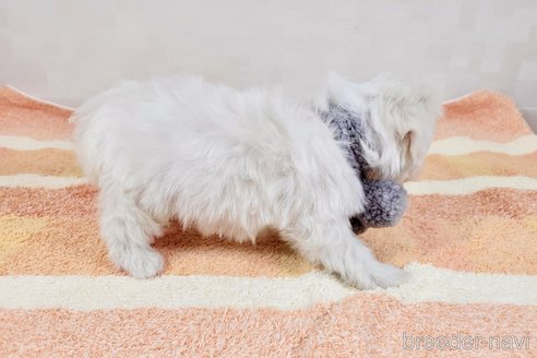 成約済の埼玉県のマルチーズ-324474の5枚目