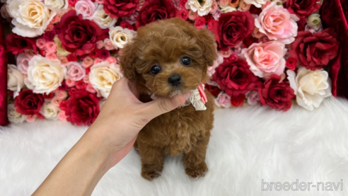 子犬