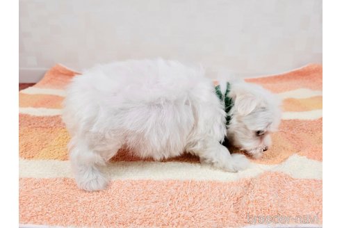 成約済の埼玉県のマルチーズ-324475の5枚目