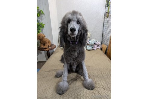 成約済の岡山県のスタンダードプードル-326223の1枚目