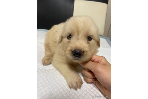 成約済の愛知県のゴールデンレトリーバー-326513の1枚目