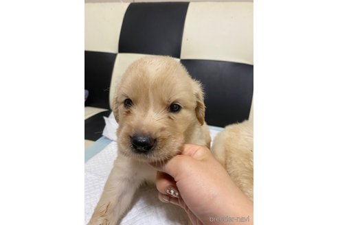 成約済の愛知県のゴールデンレトリーバー-328216の1枚目