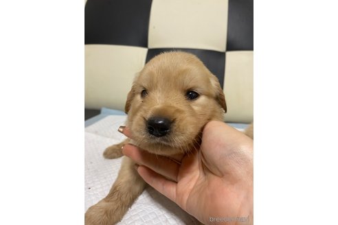 成約済の愛知県のゴールデンレトリーバー-328217の1枚目